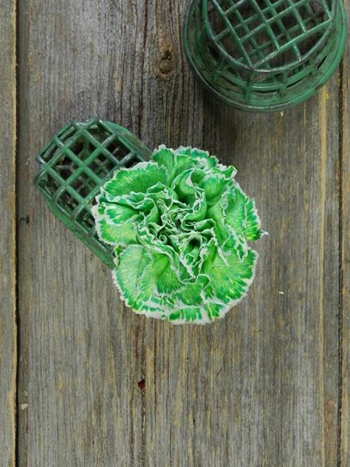 GREEN TINTED CARNATIONS